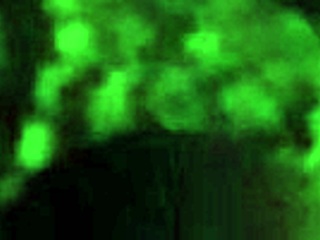 Persian girl rides in cowgirl style with big ass on date night