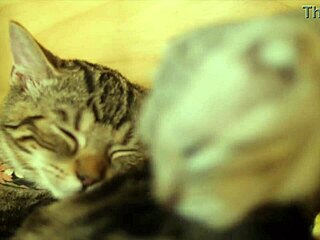 Professora dando dicas pra comer buceta como pro! 😋