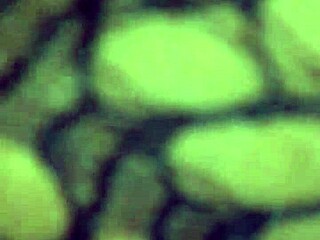 Wife squirting cum during play.