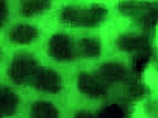 fucking my big booty lightskin ex