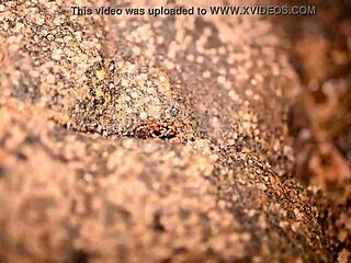 Novinha's hot beach solo session!