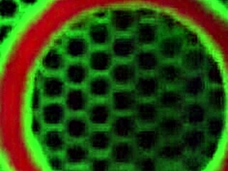 섹시 비키 베트와 벨라 로즈가 거대한 자지 짜