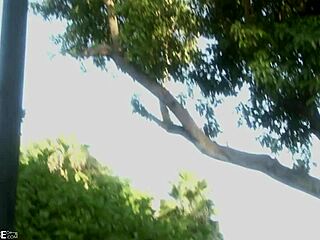 brooke banner gives the handyman no strings sex