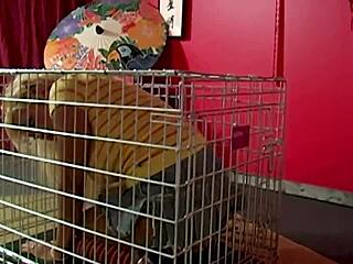 Man, Scott Rhodes totally dominates Maxine X into sucking his cock hard!