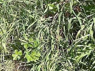 Gretala Bergairah di Padang Rumput dan Goa