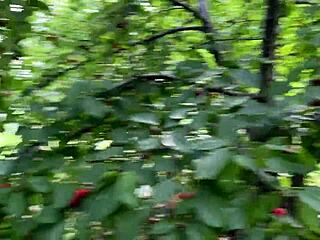 catgirl stealing sweet cherries from my garden and then tasting my dick