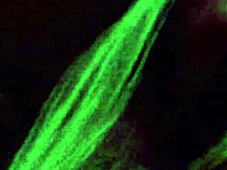 Well, when you know it's going down, the mature wife gives an amazing blowjob at home