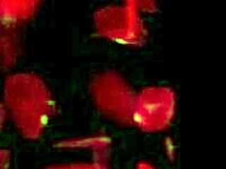 No Panty Upskirt Flash by MissCreamy in Busy City Center