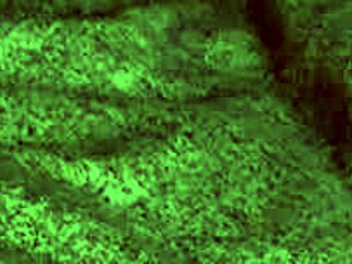 redhot fox gives a blowjob then gets bent over for doggystyle in this homemade video