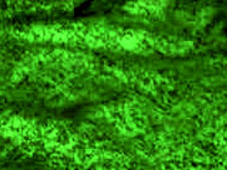 redhot fox gives a blowjob then gets bent over for doggystyle in this homemade video