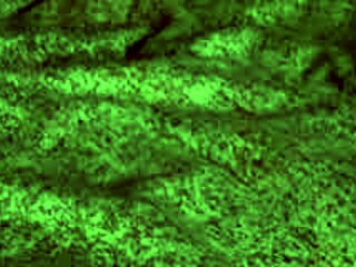 红狐狸口爆后翘臀狗交自制片