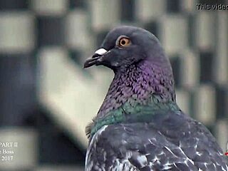 Check out this big booty twerk for lovers.