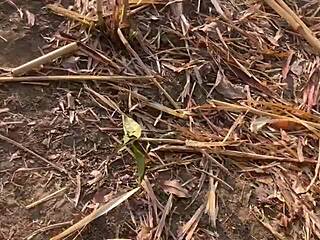 Did we hike from the river to the mountain top just to have intense doggystyle sex with that ebony babe in a quickie threesome?