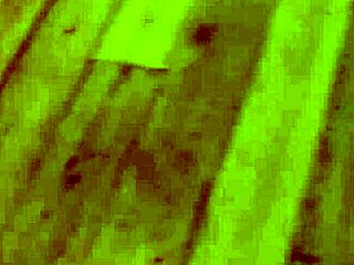 wanna see lulu chu and leo vice sneak off to fuck during a board game?