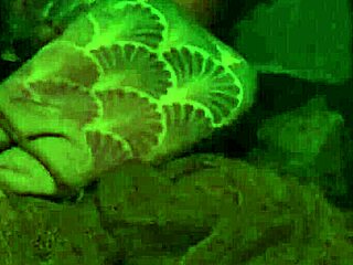 The Fisherman Season 5 Adventures