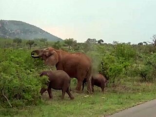 My black gf hungry for big cock