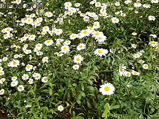 Spying on Neighbor Masturbating in Daisies, Girls Fly Orgasm