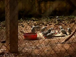 Unexpected Park Encounter with Huge Cock