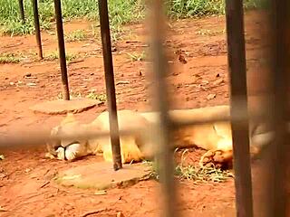 Unexpected Park Encounter with Huge Cock