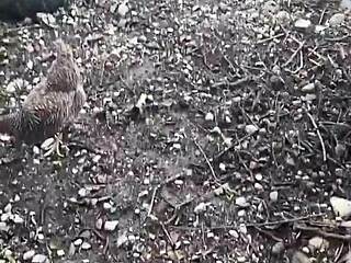 Exploring Tattoo Art with InkedGirl and TattedUp at a Chicken Feeding Station