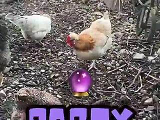 Exploring Tattoo Art with InkedGirl and TattedUp at a Chicken Feeding Station