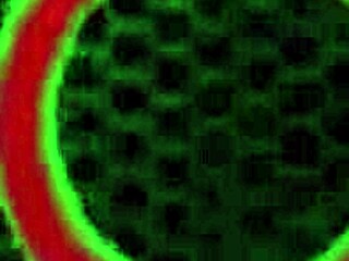 Эй, зацени римминг тройничок с Aaliyah Love и Cherie Deville на большой жопе и мокрой пизде