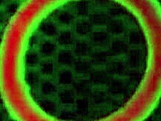 two blondies with one strap-on as milf sara jay fucks busty lesbian kelly staxxx in wet domination! 🔥🍑