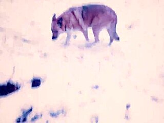 Public Blowjob in Snowy City Park with Cute Nerdy Teacher in Glasses Getting Deepthroat Facial Cumshot from Big Tits Amateur