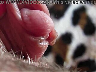 BIG CLIT ORGASM CLOSEUP