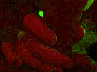 hey bbw with big tits is sucking that big cock xxx