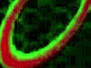 Exotic brunette Ivy Le Lior bends over for big black cock blowjob from Rome Major. He licks her wet pussy before doggystyle riding and cowgirl fucking.