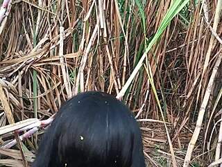 Outdoor Sugarcane Field Hardcore Sex with Sexy Married Girlfriend