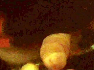 latina milf prostitute strips fucks stranger orally in swing house cabins