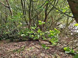 gf fled to forest but i tracked her for rough mouth pounding