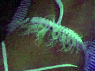 Why Does This Bitch Rent Hotels to Fuck in Lingerie All Night?