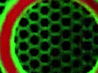 Sexy blonde Kimber Lee peels off tight shorts slowly