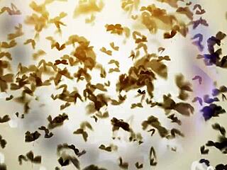 desperate latina squirts begging for hard doggystyle pounding!