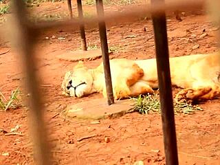 caroline sweets stretched wide by bbc in raw interracial pounding