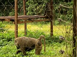 caroline sweets stretched wide by bbc in raw interracial pounding