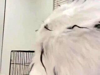 cruella begs for brutal bbc creampie in cosplay doggystyle