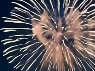 asian cutie takes bbc creampie facial from group... cum everywhere follow jay ding!