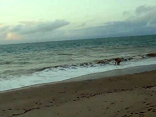 yuri gaúcho casal paradise bareback creampies blonde wife on beach