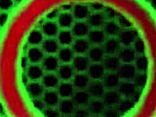 Diamond Foxxx and Penny Pax finger bang wildly!