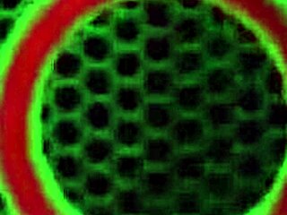 horny bbw sophie dee licks fat pussy lips in lingerie femdom kiss