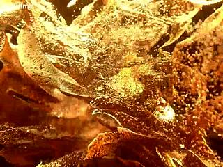 Flexy Teen Lenis Diamod's Hardcore Anal. Bbc Triple Penetration Gaping Fisting.