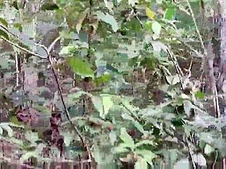 wanna see this hairy thong babe jogging topless flashing pussy in forest?