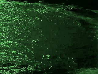 Wow! Vintage Hairy Pussy Beavers in Retro Erotic Drawings!