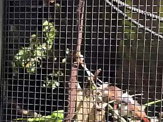 Aussie Hottie Jade Harper Deepthroats Monster Cock Rough Fucks Big Tits Slut